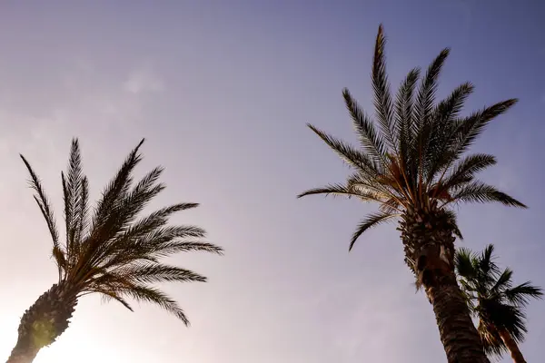 Pohon Canarian Tapak Hijau Latar Belakang Langit Biru — Stok Foto