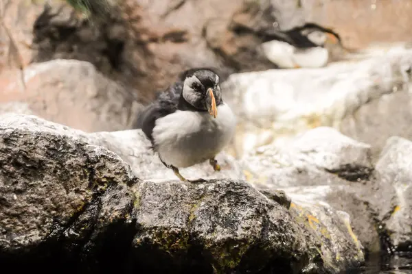 Zdjęcie Dzikiego Pingwina Zwierząt Ptaków Gry — Zdjęcie stockowe
