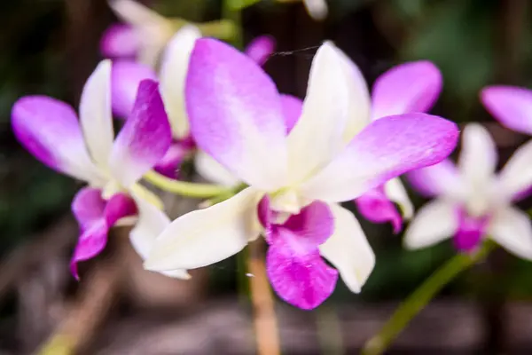 Foto Van Mooie Bloeiende Bloem Achtergrond — Stockfoto