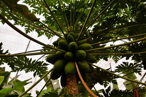 Foto Närbild Papaya Träd Med Gröna Frukter — Stockfoto