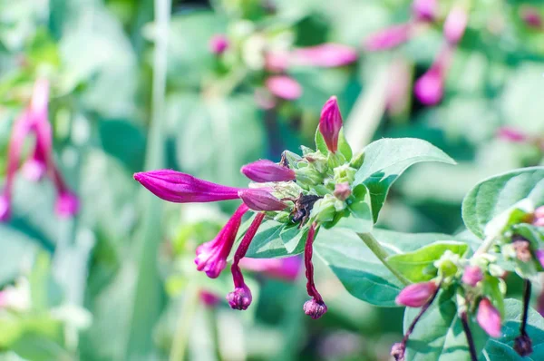 庭の花美しい写真デジタル画像 — ストック写真
