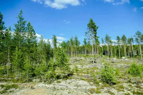 Сосновый Лес Горах Красивая Фотография Цифровая Фотография — стоковое фото