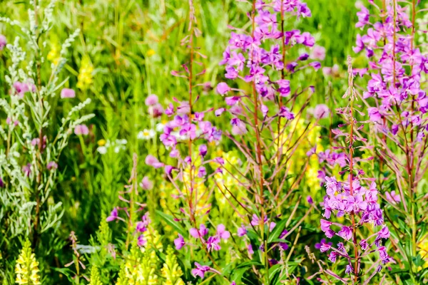 Campo Flores Roxas Bela Foto Imagem Digital — Fotografia de Stock