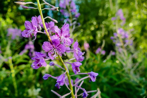 Flores Color Púrpura Jardín Hermosa Foto Digital —  Fotos de Stock