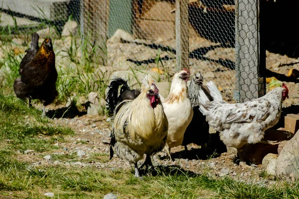 Gallo Gallinas Foto Hermosa Foto Digital — Foto de Stock