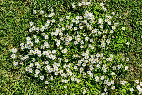 Blommor Trädgården Vacker Foto Digital Bild — Stockfoto