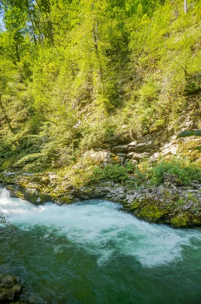 Fluss Wald Schönes Foto Digitales Bild — Stockfoto