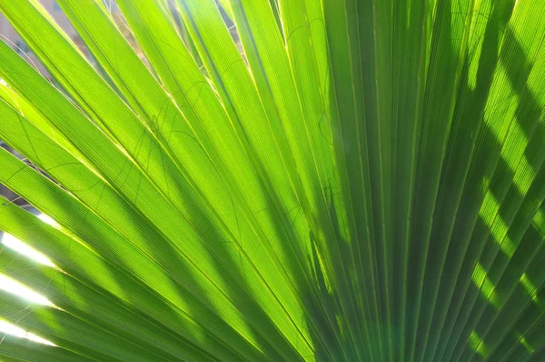 Güzel Fotoğraf Dijital Resim Palmiye Ağacının Yaprak — Stok fotoğraf