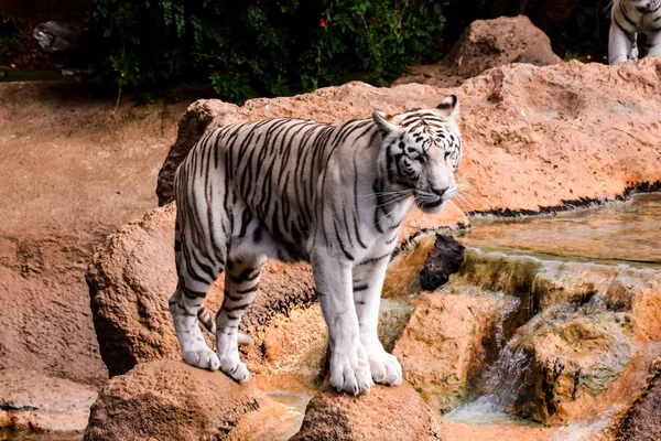 Тигр Зоопарке Красивая Фотография Цифровая Фотография — стоковое фото