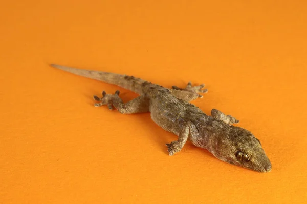 Pequeño Lagarto Gecko Gris Sobre Fondo Coloreado —  Fotos de Stock