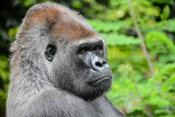 Bild Stark Vuxen Svart Gorilla — Stockfoto