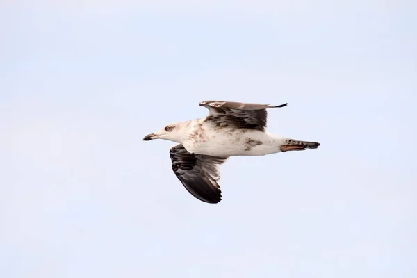 Foto Van Een Meeuw Watervogel Dier — Stockfoto