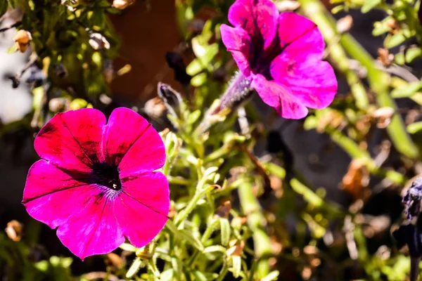 Бабочка Цветке Красивая Фотография Цифровая Фотография — стоковое фото