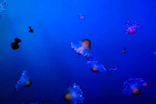 Fisch Meer Schöne Foto Digital Bild — Stockfoto
