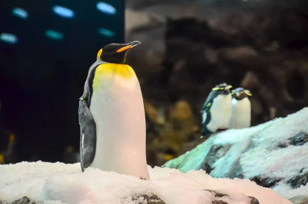 Pingouin Antarctique Belle Photo Photo Numérique — Photo