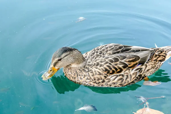 Ente Wasser Schönes Foto Digitales Bild — Stockfoto