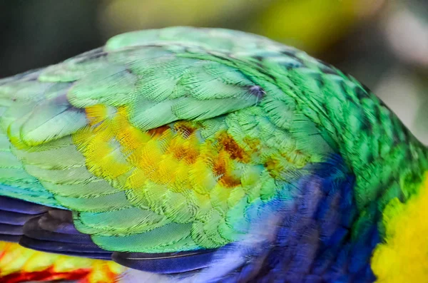 Papuga Tropikalny Ptak Kolorowym Ojcem — Zdjęcie stockowe