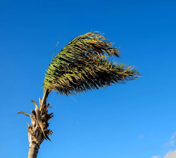 Gren Palmträd Bakgrund Blå Himmel Vackra Foto Digital Bild — Stockfoto