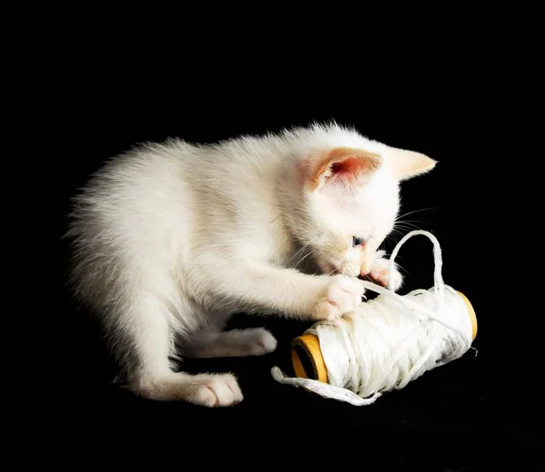 白い背景に 美しい写真のデジタル画像の上の猫 — ストック写真