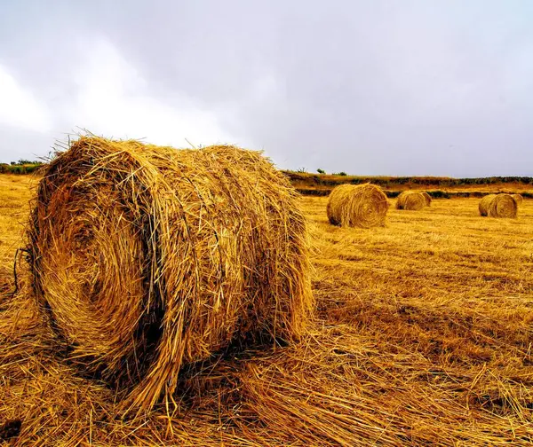 Heuballen Schönes Digitales Foto — Stockfoto