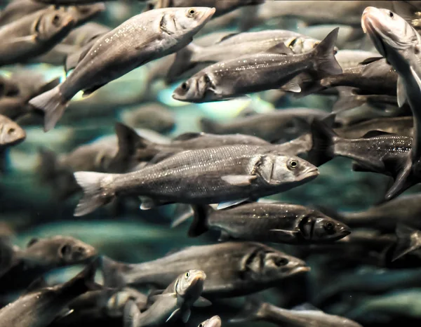 Poissons Dans Aquarium Belle Photo Photo Numérique — Photo