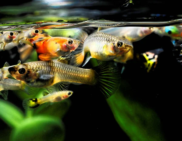 Fish Aquarium Beautiful Photo Digital Picture — Stock Photo, Image