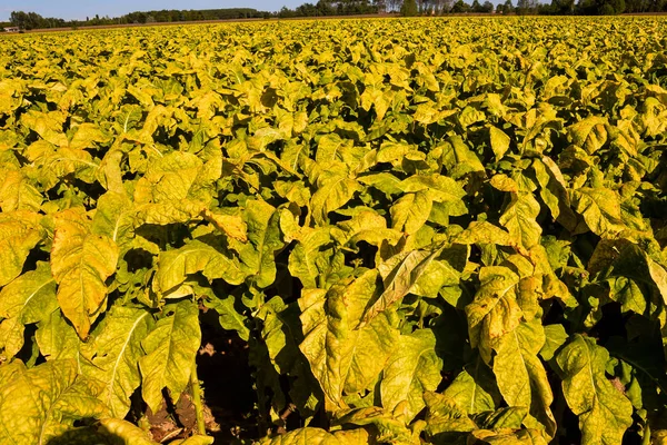 Zdjęcie Big Beautiful Tobacco Field — Zdjęcie stockowe