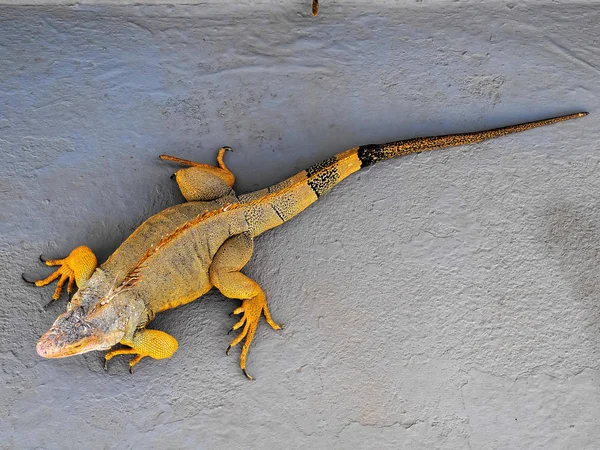 Jeune Homme Coloré Iguana Lizard Sur Une Surface Grise — Photo