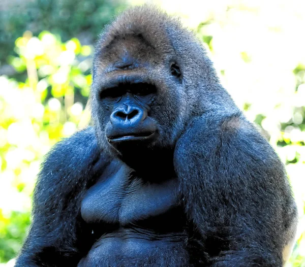 Strong Adult Black Gorilla Green Floor — Stock Photo, Image