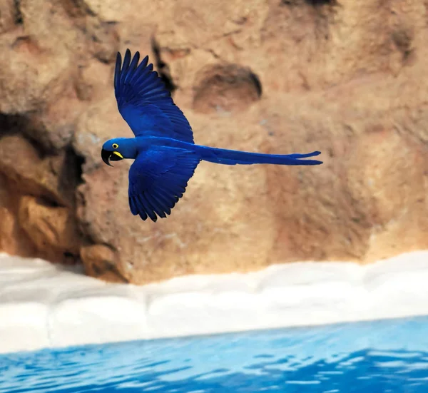 Blauer Tropischer Papageienvogel Flug — Stockfoto