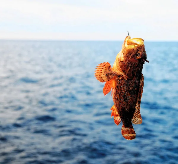 1匹の紅岩の海魚が青い大西洋を横切りました — ストック写真