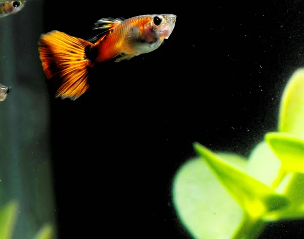 Guppy Multi Colored Fish Een Tropisch Acquarium — Stockfoto