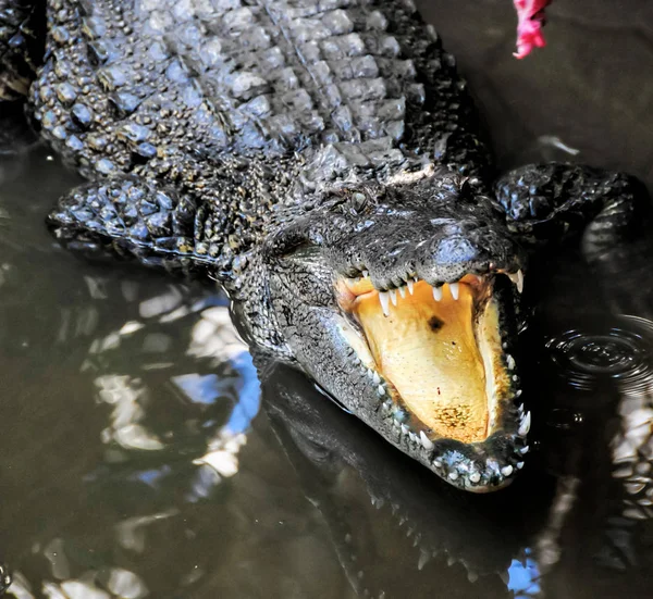 Adult Dangerous Crocodile Green Water River — Stock Photo, Image