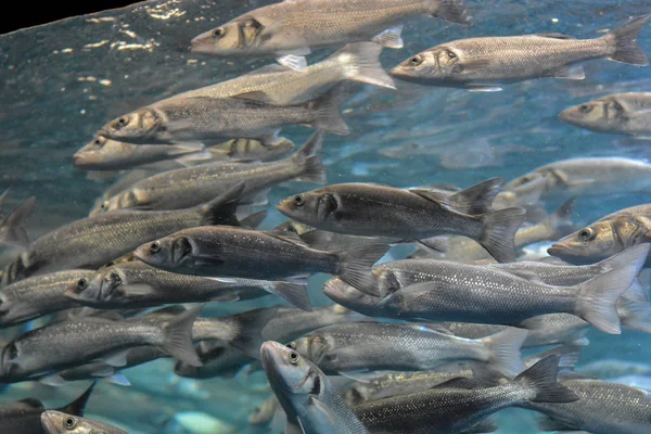 水族館の銀灰色の魚の水中学校 — ストック写真