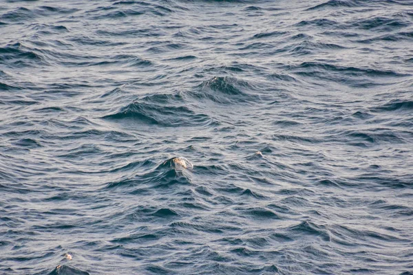 Blaues Stilles Meerwasser Mit Wellen Natürlicher Hintergrund Foto Textur — Stockfoto