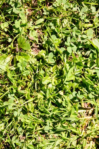 Yeşil Çimen Desenli Doku Arkaplanının Fotoğrafı — Stok fotoğraf