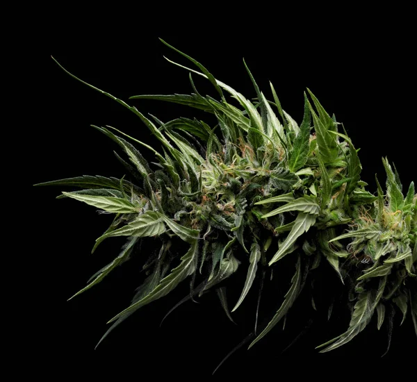Kwitnąca Marihuana Zielone Pąki Dojrzałe Kwiaty — Zdjęcie stockowe