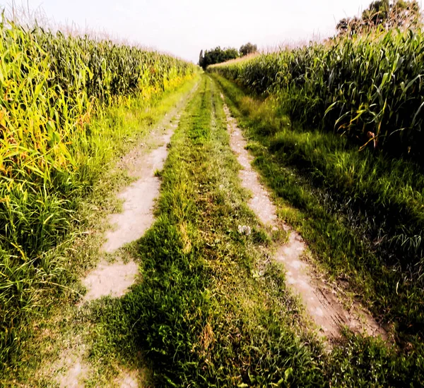 Countryside Gravel Road Going Fields North Italy — Stock Photo, Image