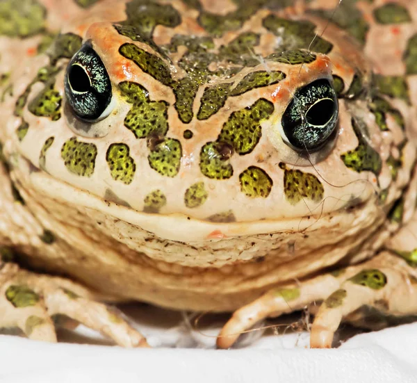 Sapo Europeu Comum Grande Feia Bufo — Fotografia de Stock