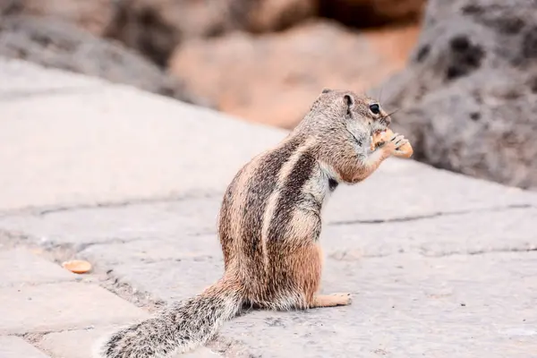 Barbary Ground Squirrel Atlantoxerus Getulus Spanish Island Fuerteventura — Stock Photo, Image