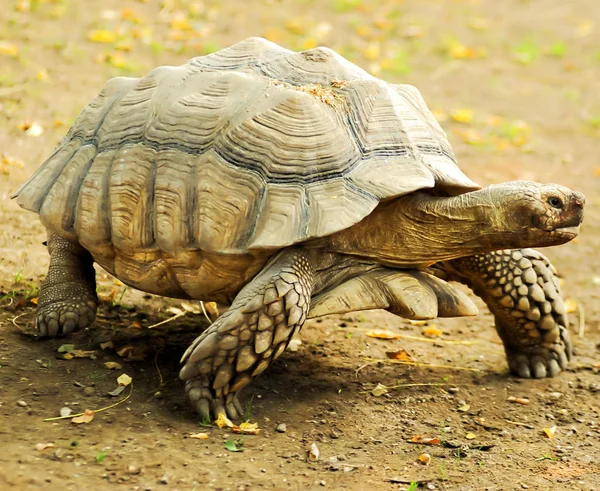 Galapagos Giant Tortoise Largest Living Species Tortoise — Stock Photo, Image