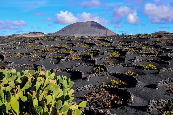 Paisagem Lanzarote Ilhas Canárias Vulcânicas Tropicais Espanha Vinha Típica — Fotografia de Stock