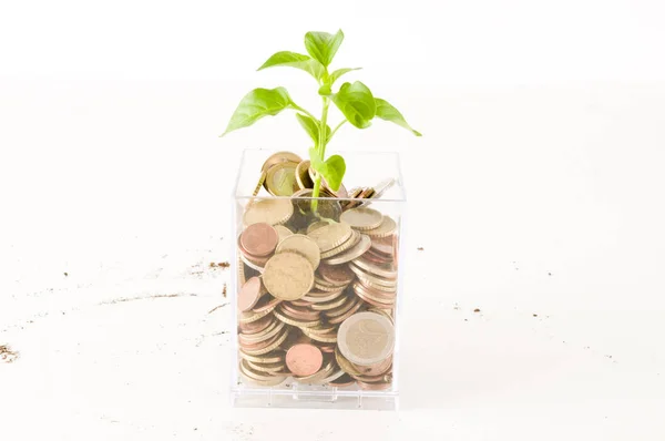 Planta Creciendo Ahorros Monedas Inversión Concepto Interés —  Fotos de Stock