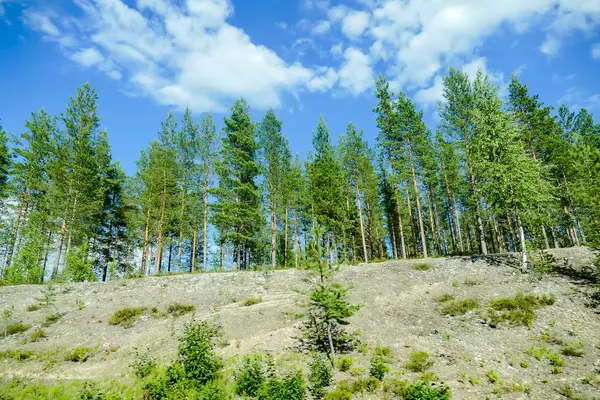 Деревья Лесу Красивые Фотографии Цифровая Фотография — стоковое фото