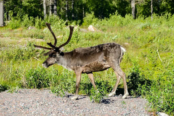 Red Deer Forest Beautiful Photo Digital Picture — Stock Photo, Image