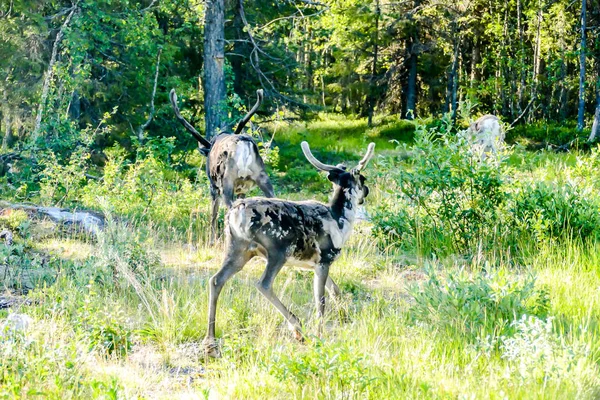 Deer Forest Beautiful Photo Digital Picture — Stock Photo, Image