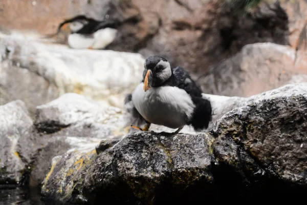 Image Oiseau Pingouin Sauvage Jouant — Photo