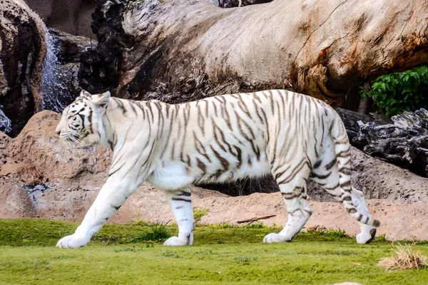 Foto Van Een Zeldzame Witte Gestreepte Wilde Tijger — Stockfoto