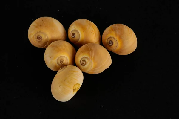 貝殻の背景の質感の写真 — ストック写真