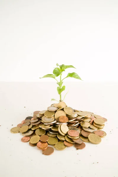 Planta creciendo en monedas de ahorro — Foto de Stock